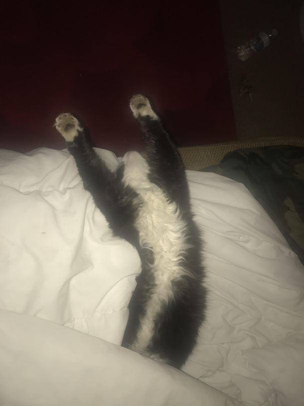This is one of our neighborhood stray cats Olive She stops in from time to time to catch up on sleep