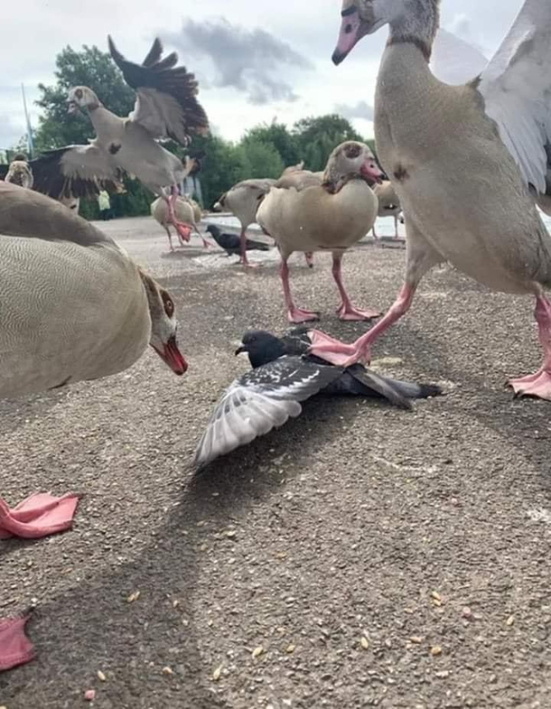 This is our hood