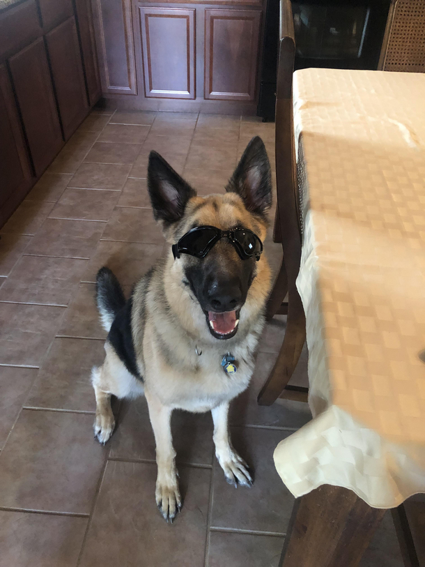 This is Reacher He wears sunglasses when we take him for rides 