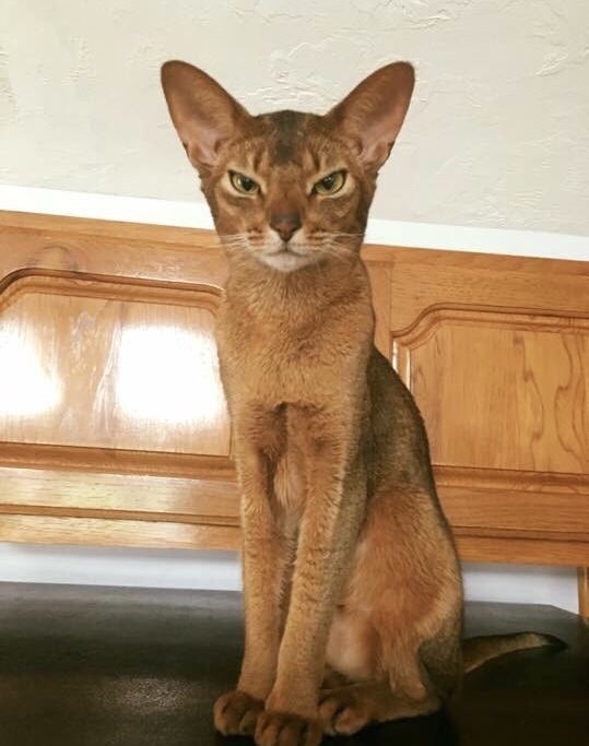 This is Sienna She is lovingly known as Little Miss Resting Bitch Face