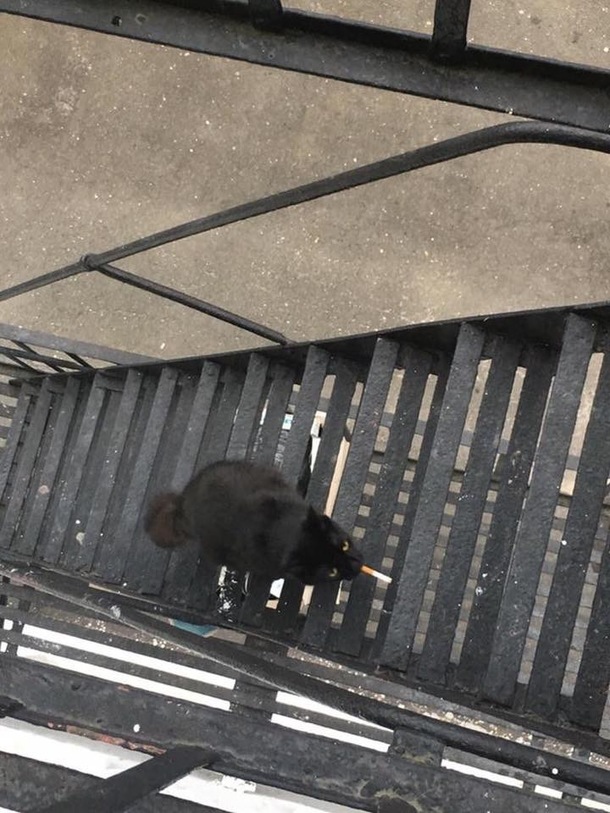 This is Steve Steve likes Marlboros Steve doesnt care about the dangers of smoking because Steve has nine lives Rock on Steve