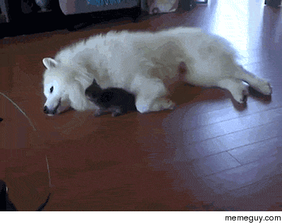 This is the cutest thing I have ever seen