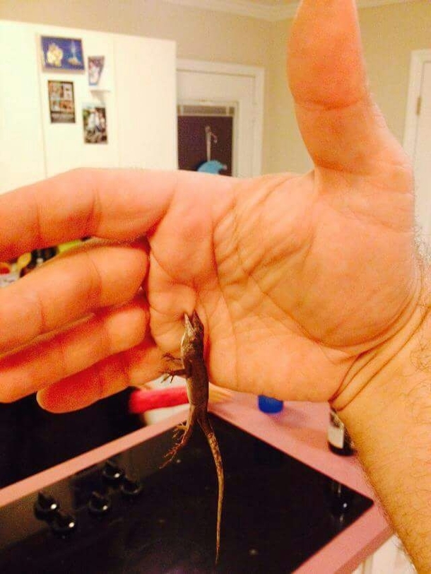 This is the gratitude I get for saving him from the cat