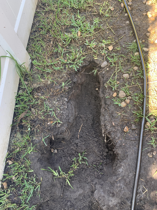 This is the hole our dogs dug in the backyard prouddogdad