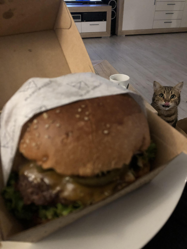 This is the most perfect photo I took in  years as a cat owner