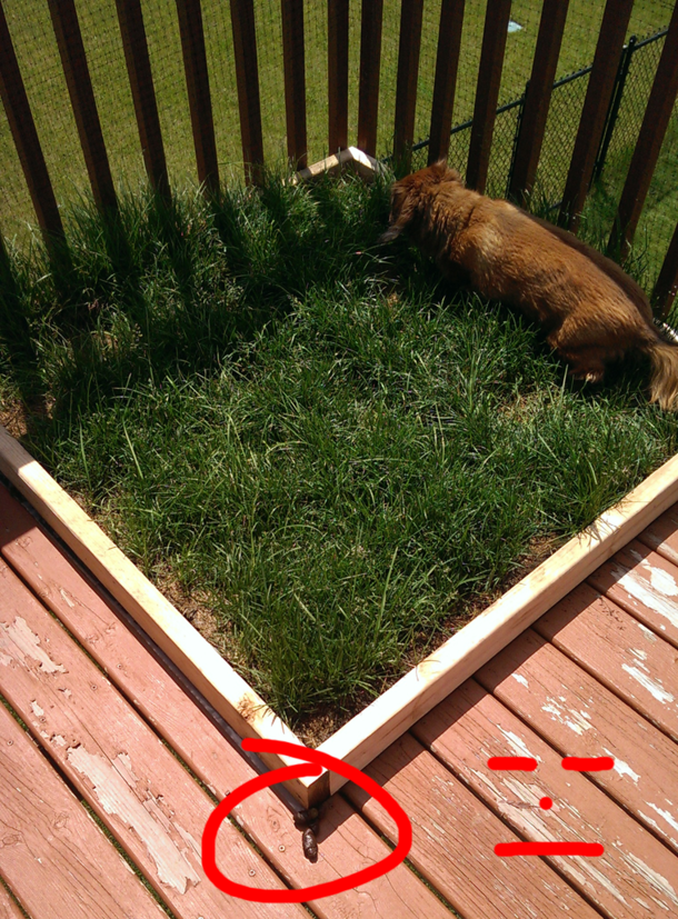 This is the outdoor bathroom I built for my dogs on our second floor balcony This is how they use it