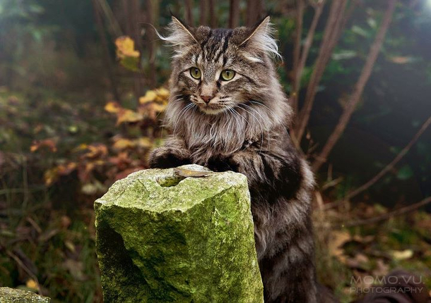 This is the type of cat that would try to sell me magical potions in the woods