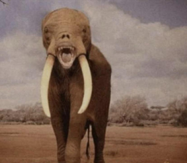 This is what an elephant looks like with no trunk or ears