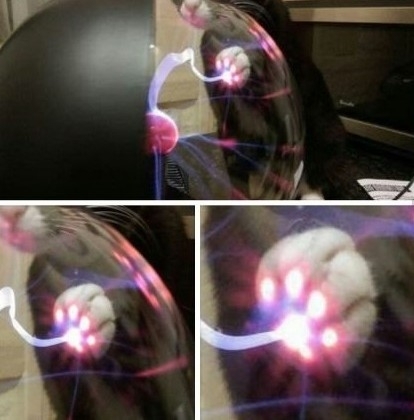 This is what happens when a cat toutches a plasma ball