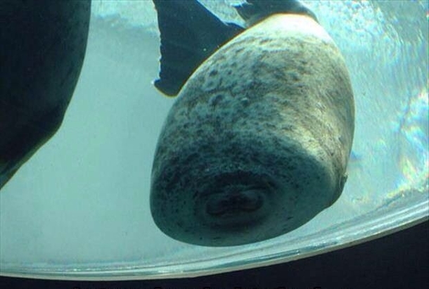 This is what happens when a seal runs into glass