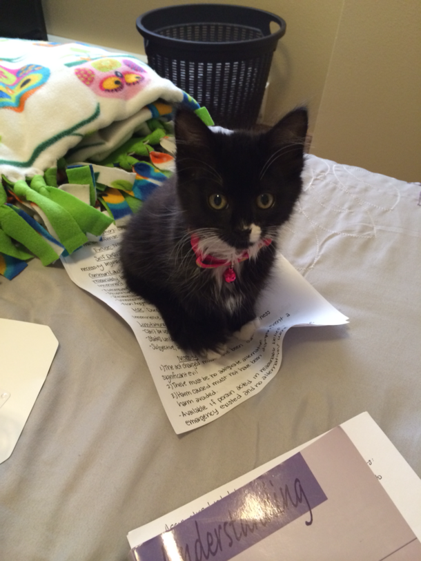 This is what happens when I try to study