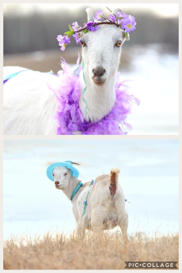 This is what happens when you have one sister who is a professional photographer and loves animals and another sister with a mini zoo You get professional goat maternity photos