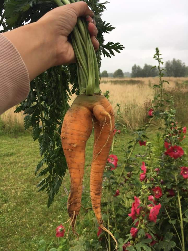 This is what the carrots looked like from the community garden
