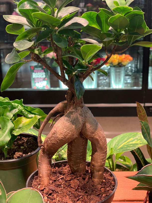 This is why Groot is a creature of few words