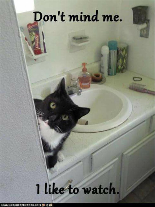 This is why I dont have cats