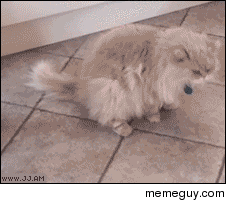 This is why I love cats