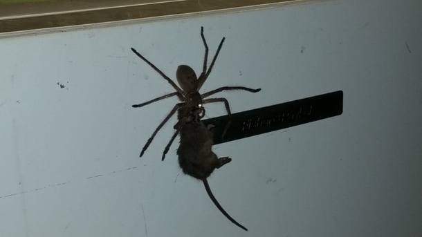 This is why I stay away from Australia