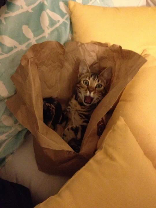 This isnt my burrito