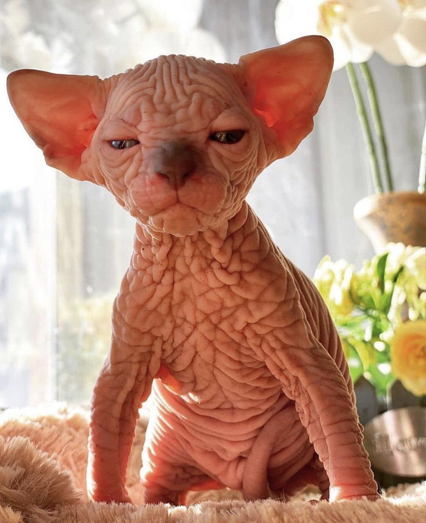 This kitty looks like a scrotum and I love them