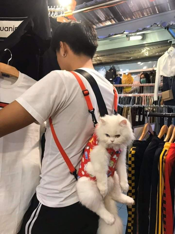 This kitty plotting its revenge