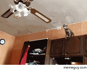 This kitty took quite a fall