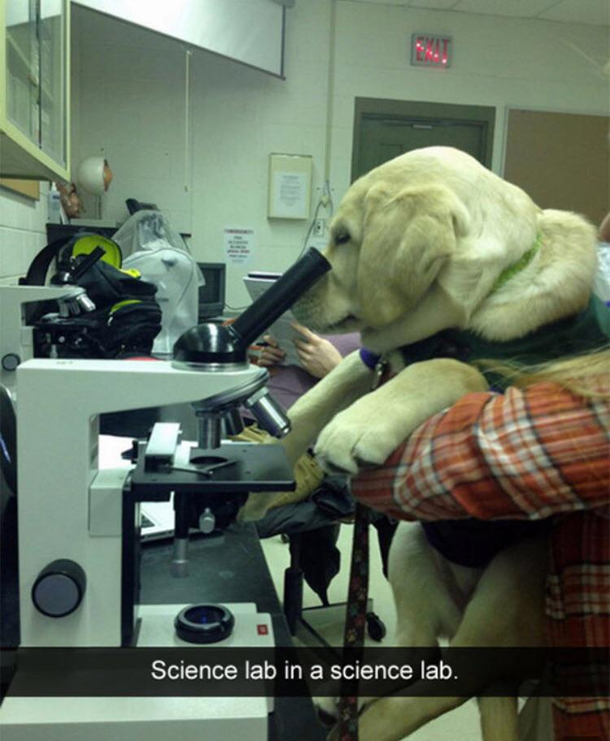 This lab belongs in the lab
