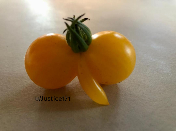 This large pair of tomatos harvested today