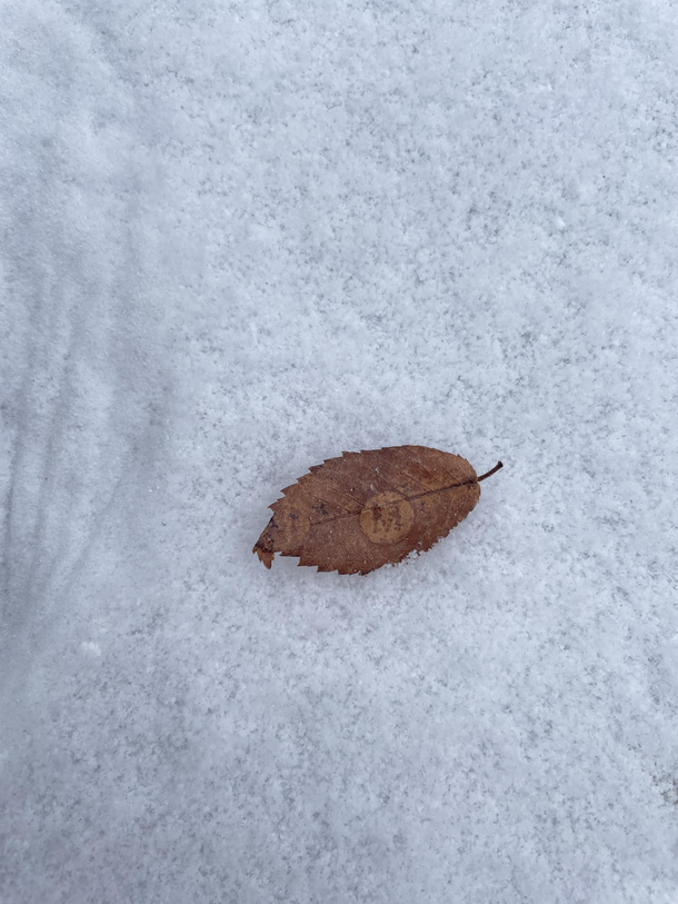 This leaf by M brand