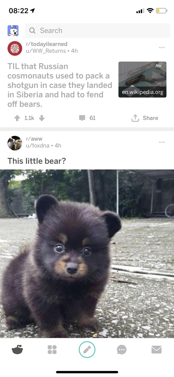 This little bear