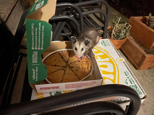 This little dude managed to open my pizza delivery within  seconds of delivery drop off