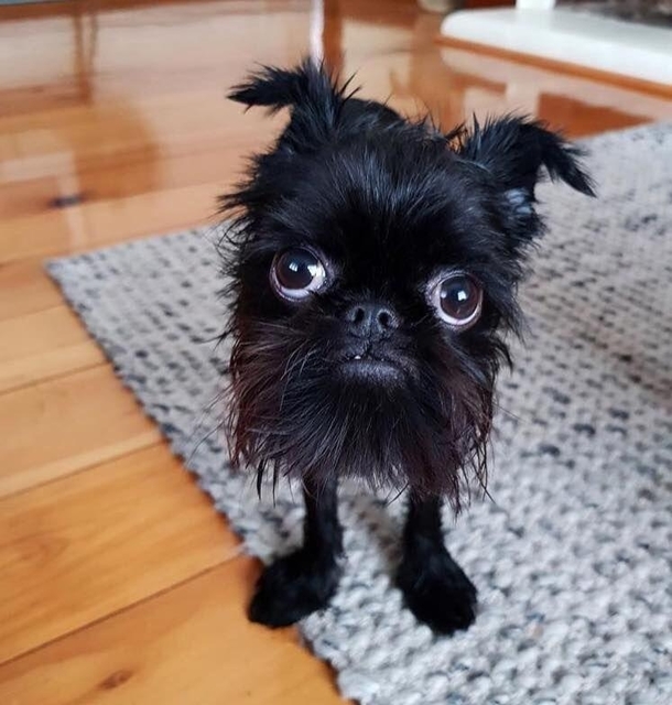 This little monster is a Brussels Griffon