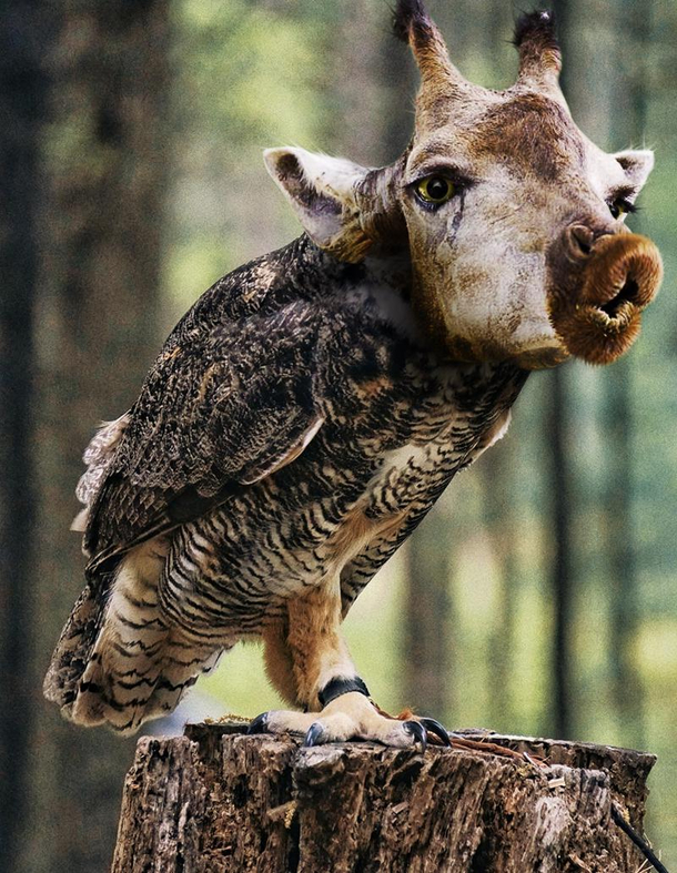 This majestic Owlaffe