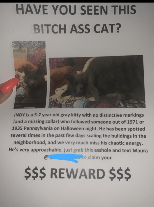 This missing cat ad in Denver