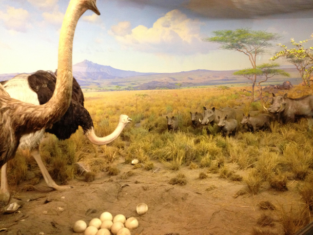 This museum diorama has the original Angry Birds