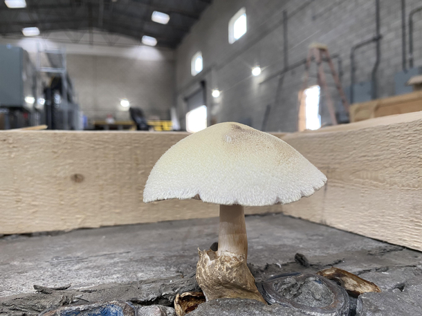 This mushroom grew out of a crack in the concrete at a place I work at