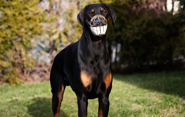 This muzzle