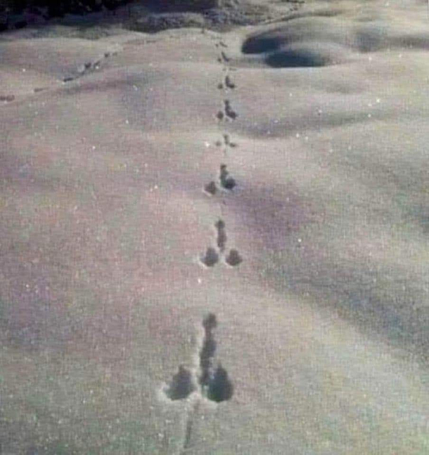 This needs MiB investigation