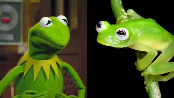 This newly discovered species of frog looks jus like Kermit