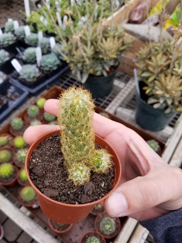 This oddly shaped cactus