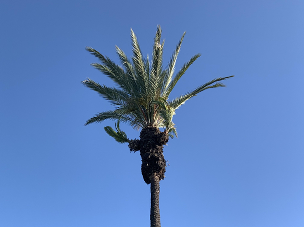 This palm tree welcomes you all with open arms