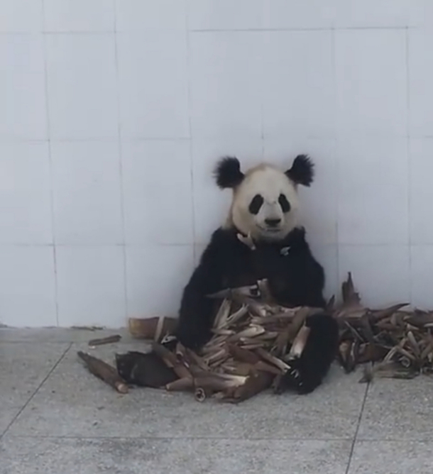 This panda is a bit scribbly looking