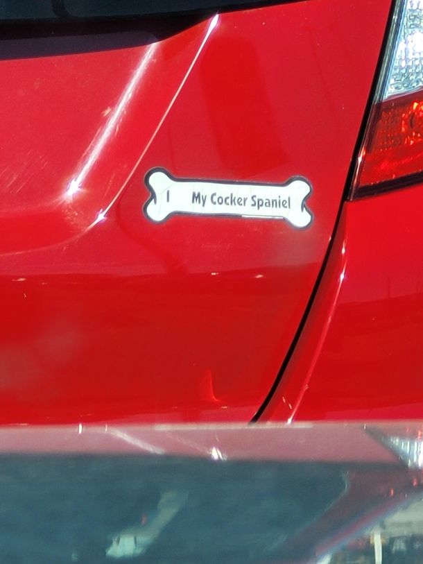 This person does what to their Cocker Spaniel