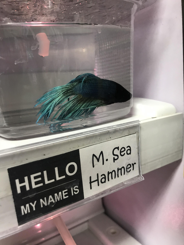 This pet store names all of the fish they have for sale