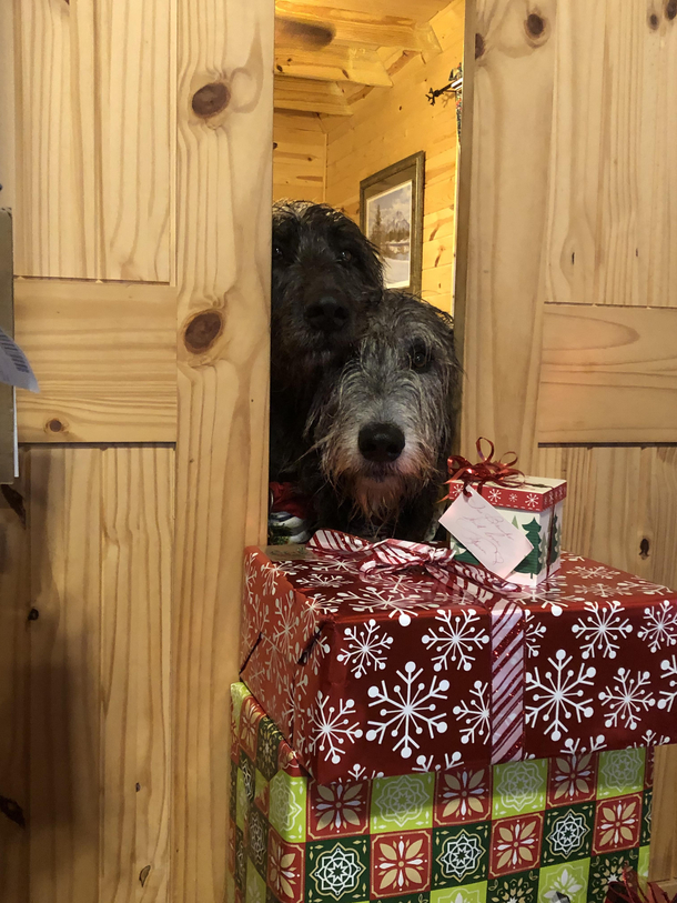 This photo was taken seconds before The Great Wolfhound Stampede of 