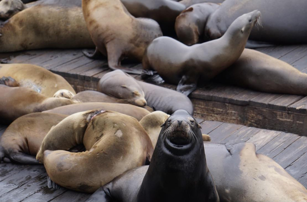 This picture I took of an unimpressed sea lion at pier 