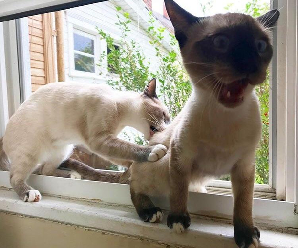 This picture my wife captured at the perfect moment of our cats 