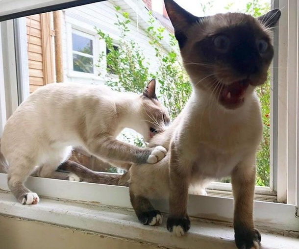 This picture my wife captured at the perfect moment of our cats 
