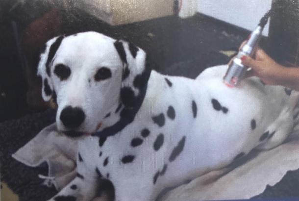 This picture of a dog in a vet clinic ad looks like its getting a lower back tattoo removed