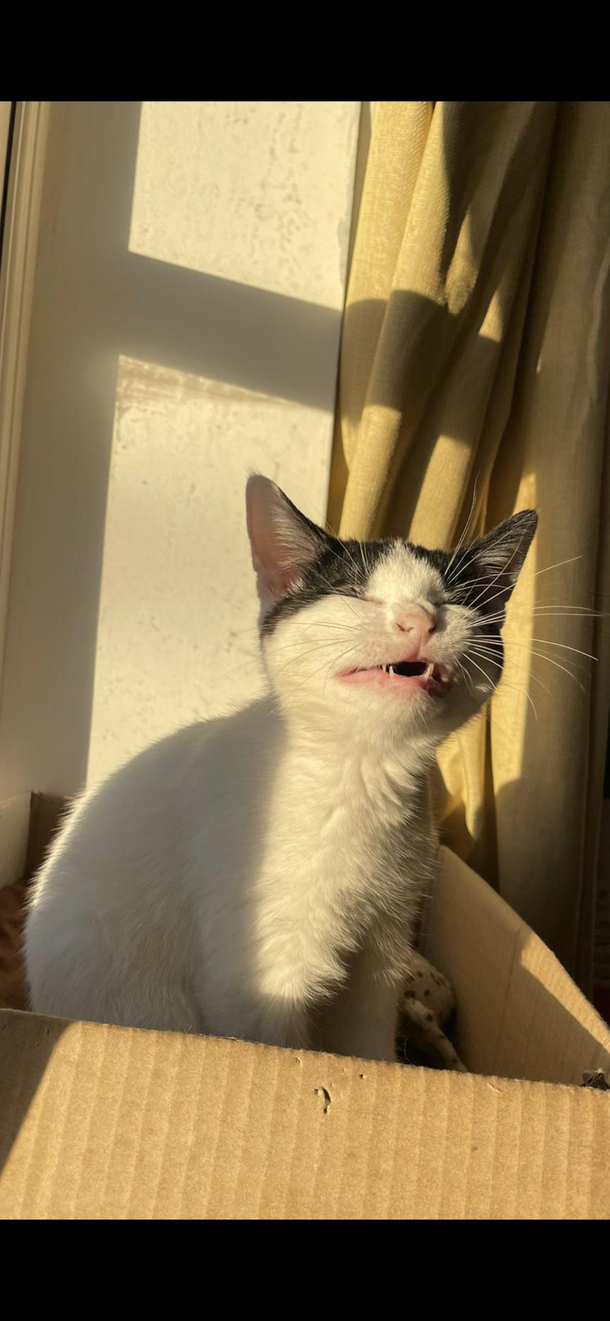 This picture of my housemates cat right before sneezing