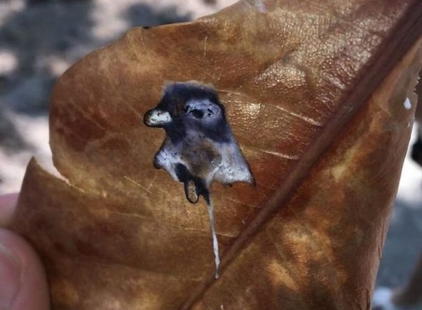this pigeon can shit out better art than me
